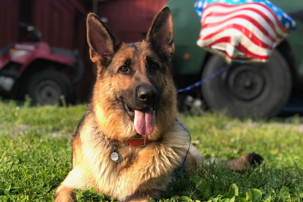 A Sisti Family German shepherd at Hundeplatz