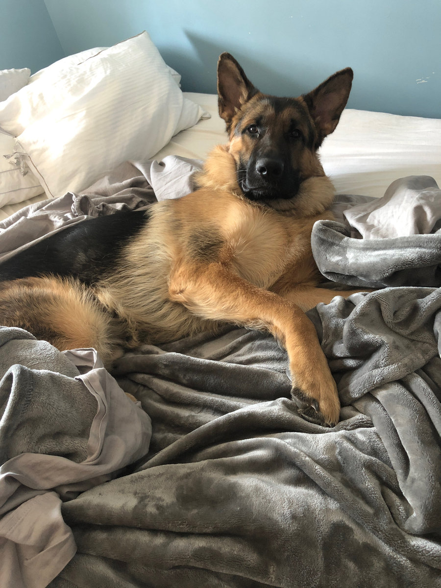 Sisti Family puppies