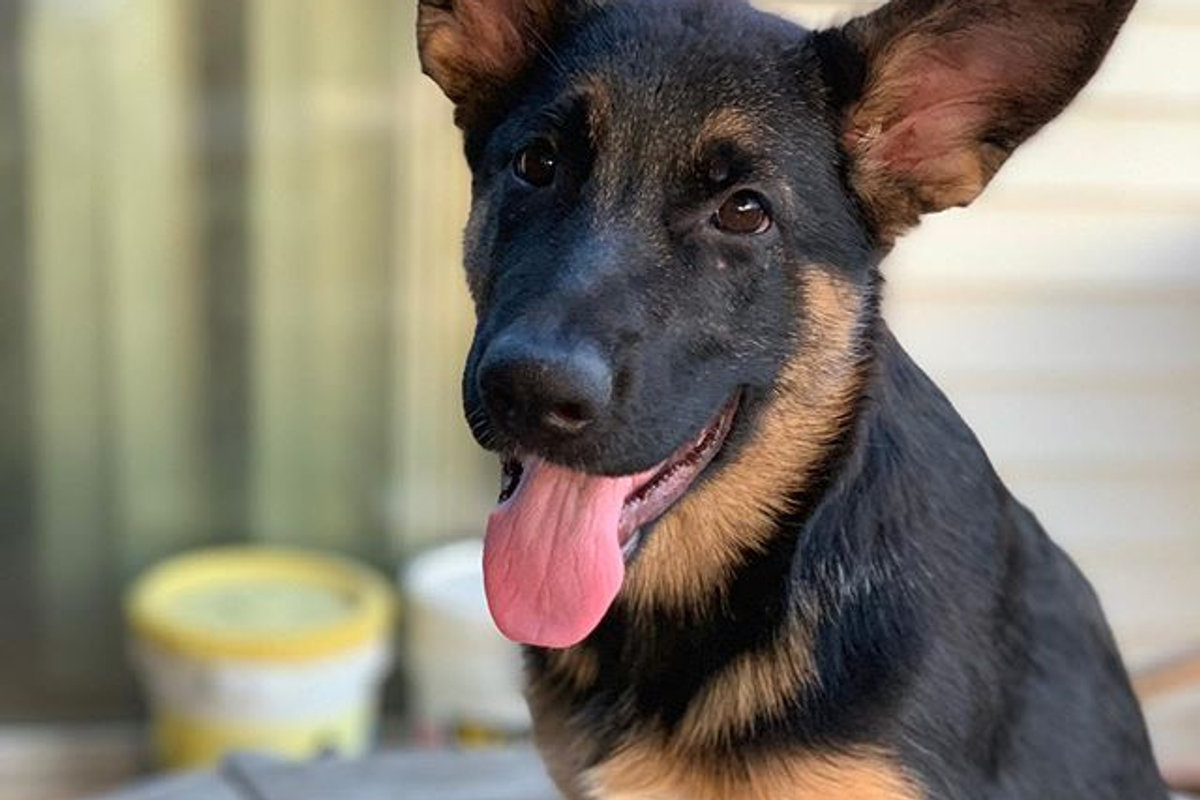 German shepherd puppy