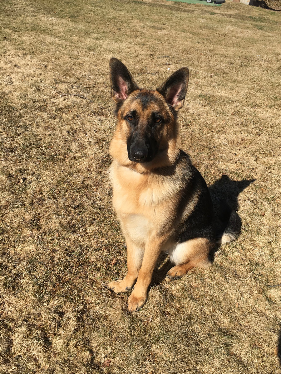 Gracie, one of the Sisti Family dams