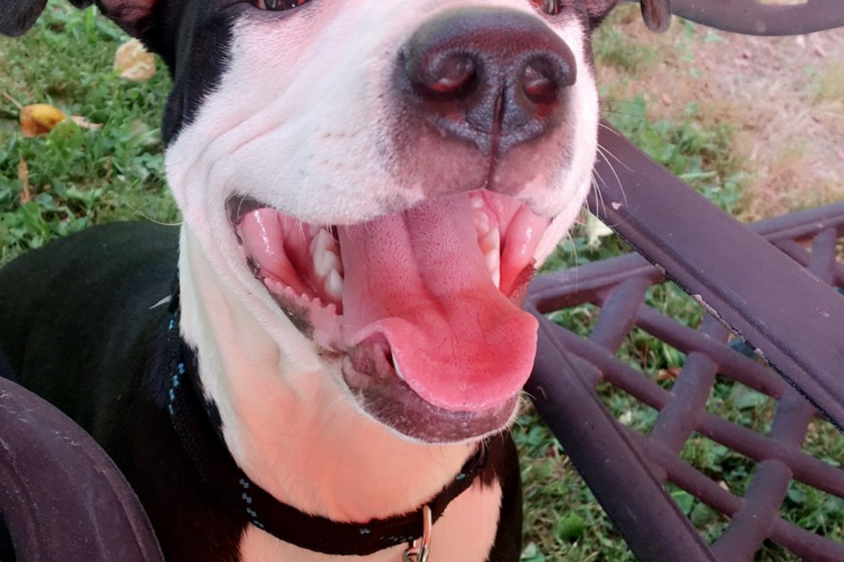 Daisy, one of the Sisti Family dams