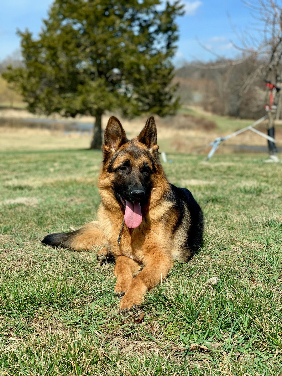 German shepherd on the farm
